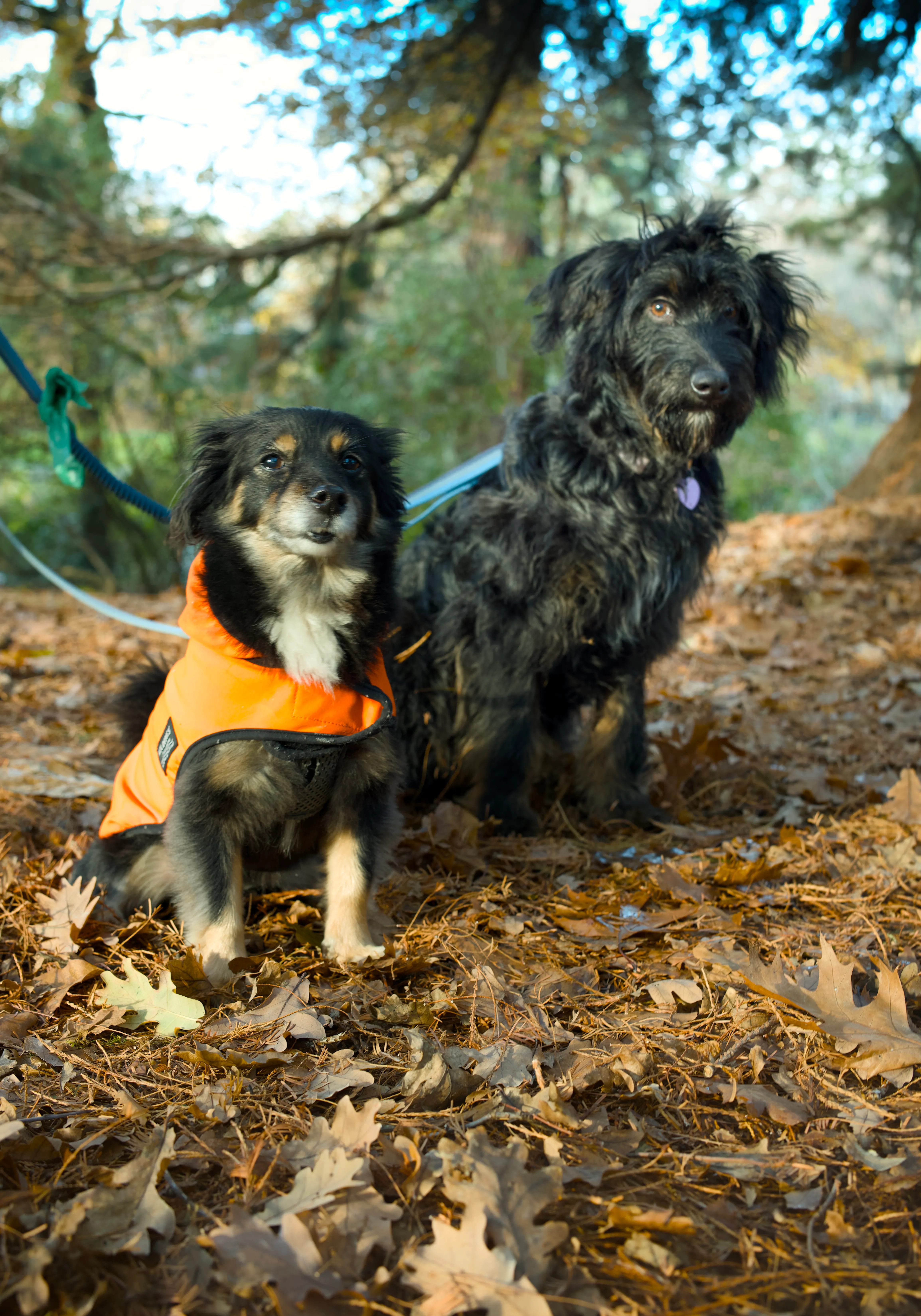 Samson and Rosie on Thanksgiving